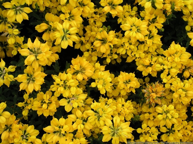 Цветы желтого цвета. Названия и описание растений с желтыми цветами