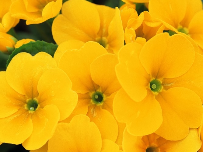 Цветы желтого цвета. Названия и описание растений с желтыми цветами