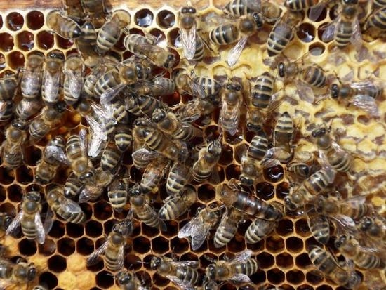 Процесс сбора и заготовки пчелиного подмора