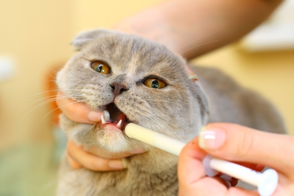 Как правильно давать вазелиновое масло кошке?