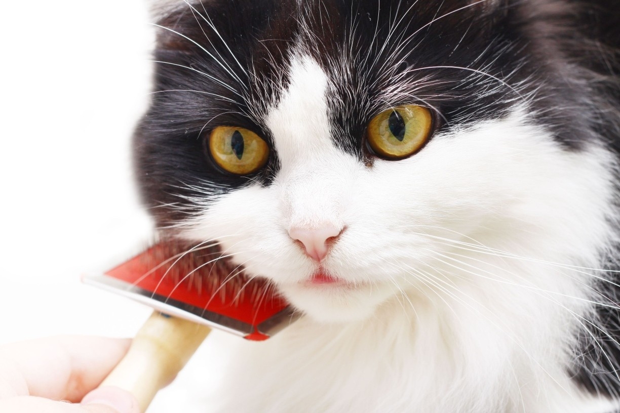 Профилактика запоров у кошек - важная часть лечения