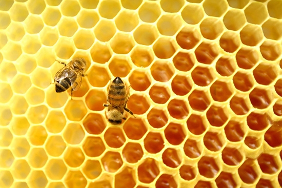 Забрус - еще одно чудо, производимое пчелами