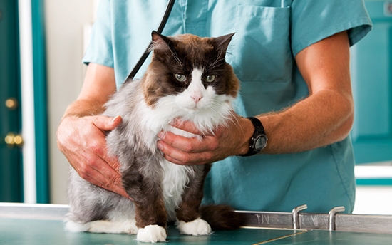 Владельцы крохотных котят часто обращаются в ветеринарную клинику с просьбой записать питомцев на операцию по удалению семенников