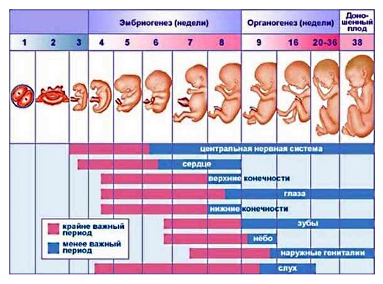 Размеры эмбриона по неделям беременности