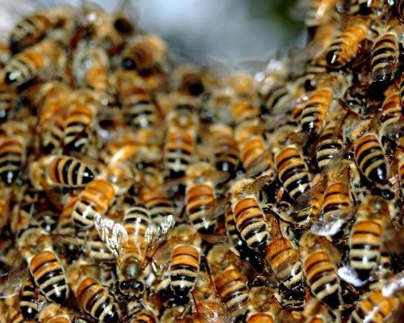 Подмор пчелиный: лечебные свойства для суставов