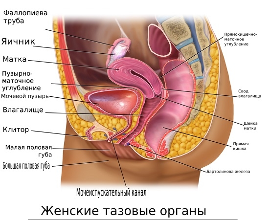Строение женских органов малого таза