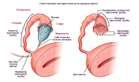 Строение яичников и маточных труб