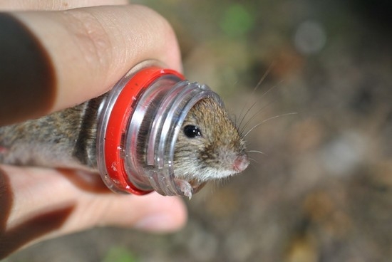 Как поймать мышь в бутылку