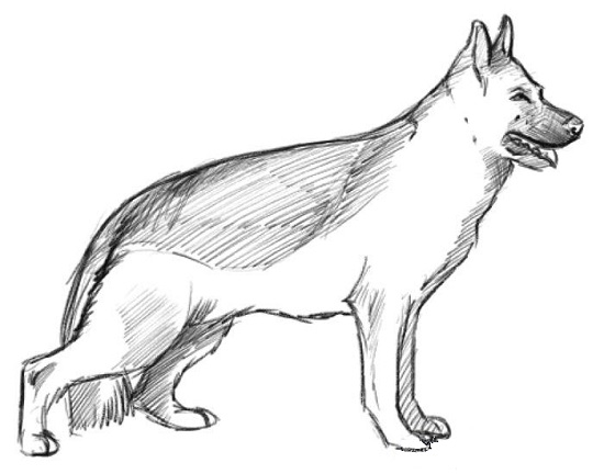Как нарисовать собаку карандашом – овчарку? 