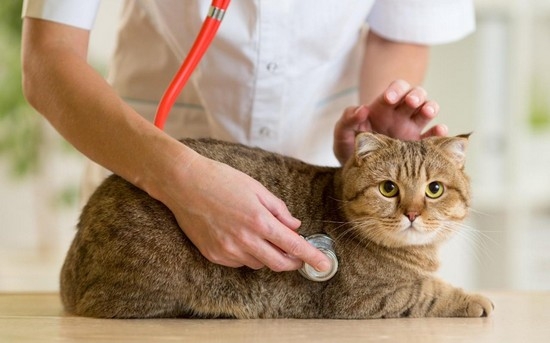 Глисты у кошек: симптомы и лечение
