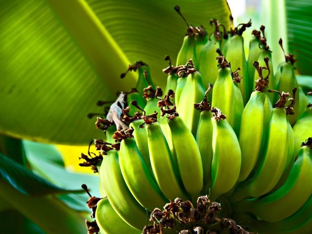 Банановое Дерево