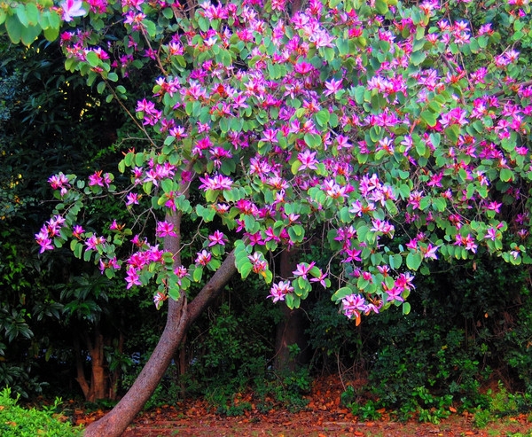 Баухиния - «орхидейное дерево»