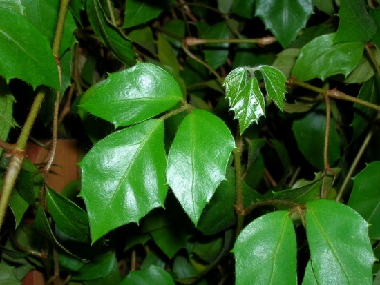 Березка - комнатное растение (роициссус): уход и размножение