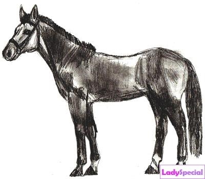 Шестой этап рисования лошади карандашом
