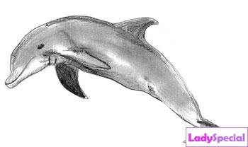 Пятый этап рисования дельфина 