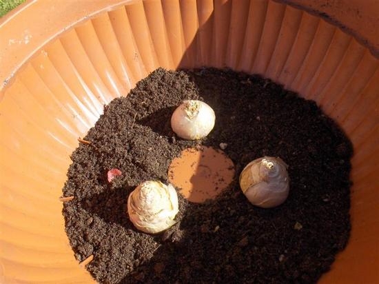 Как правильно высаживать луковицы гиацинтов после цветения?