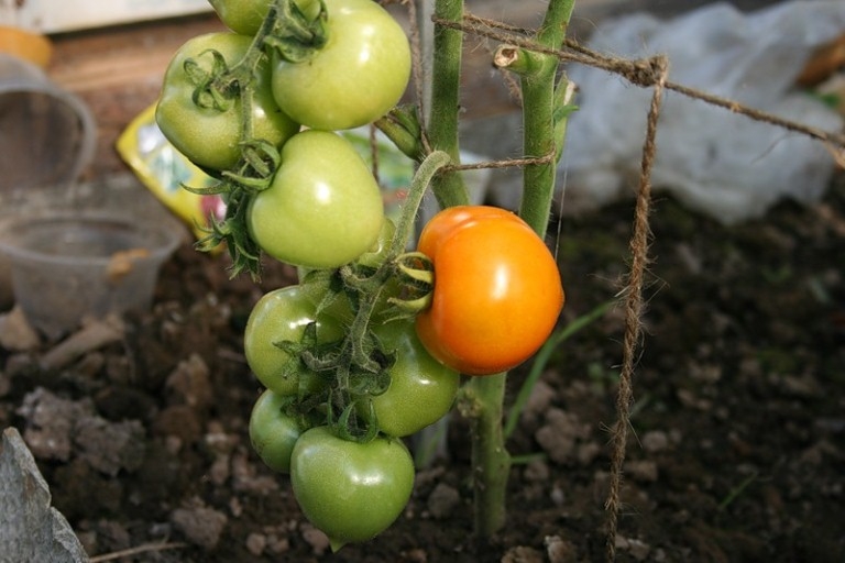Как формировать помидоры в теплице?