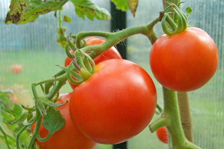 Как поливать помидоры в теплице?