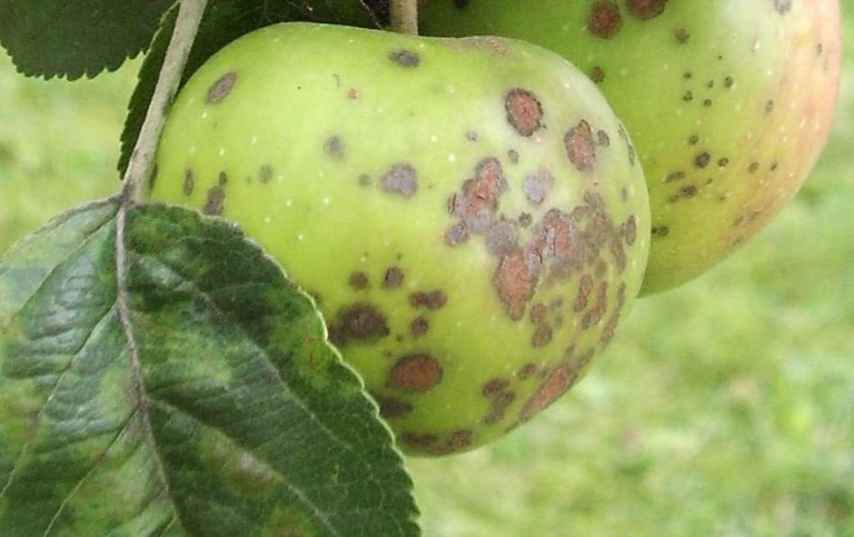 пораженные плоды яблони