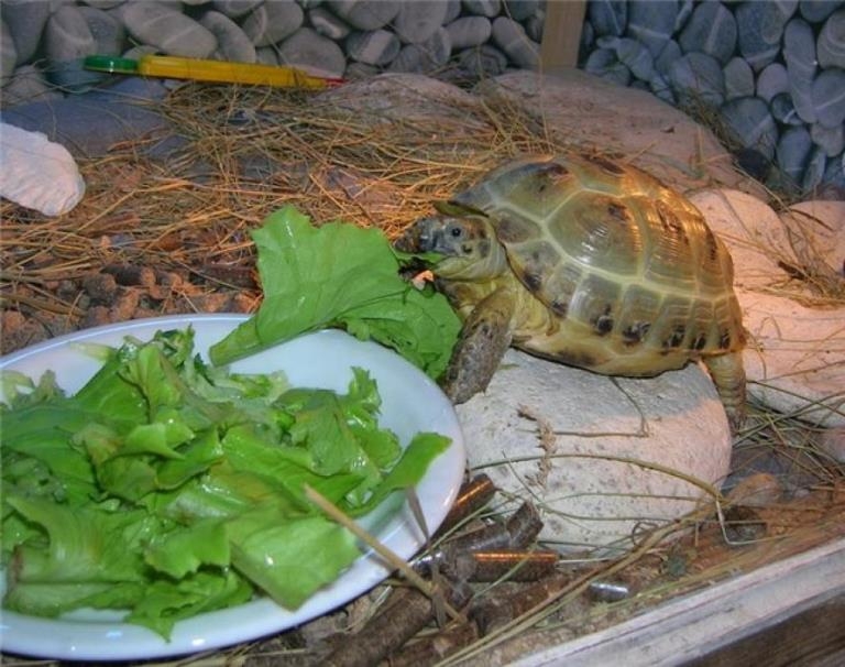 Чем кормить черепах?