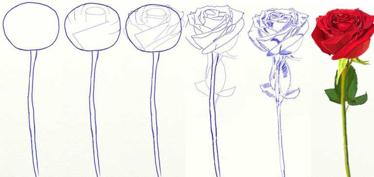 Как поэтапно нарисовать розу?