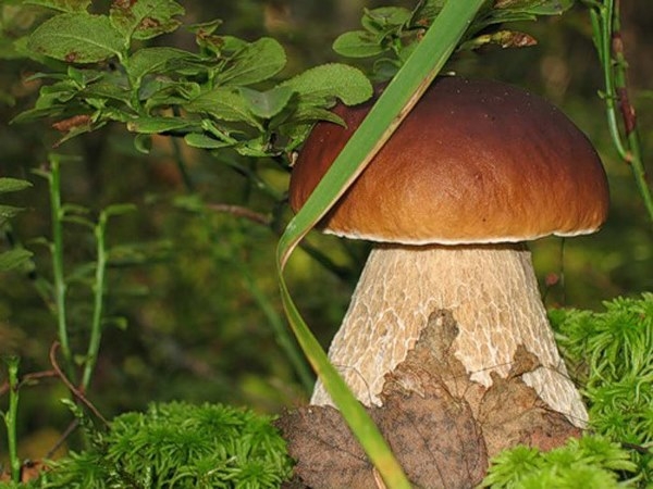 Калорийность грибов