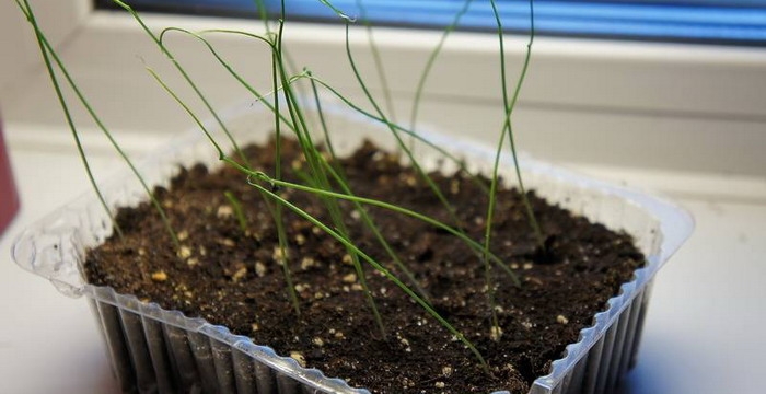 Как вырастить лук порей из семян?
