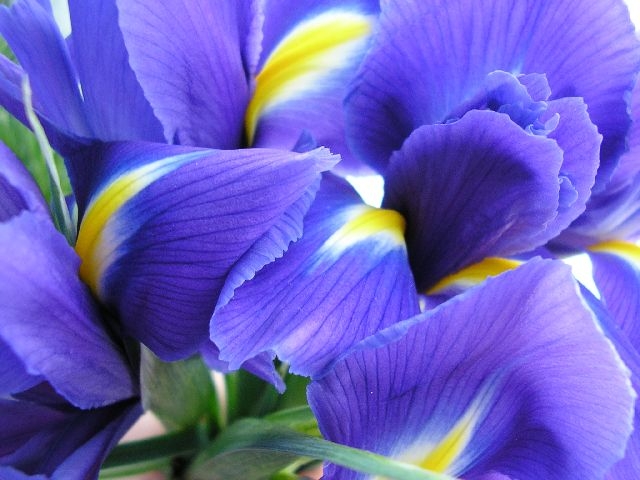 Цветы синего цвета: названия и фото