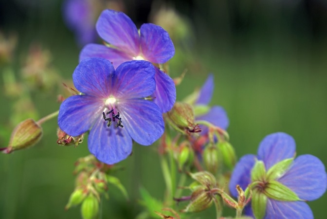 Цветы синего цвета: названия и фото