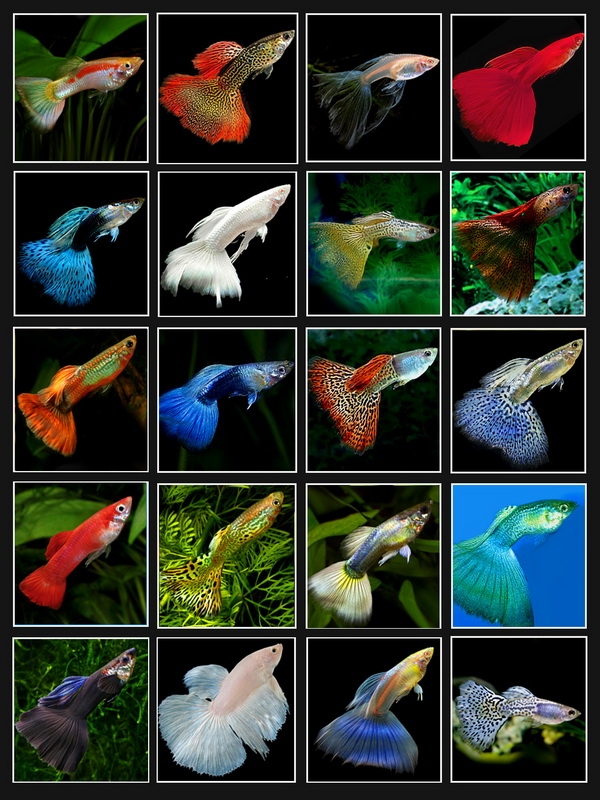 Виды аквариумных рыбок: фото. Совместимость аквариумных рыбок: правила