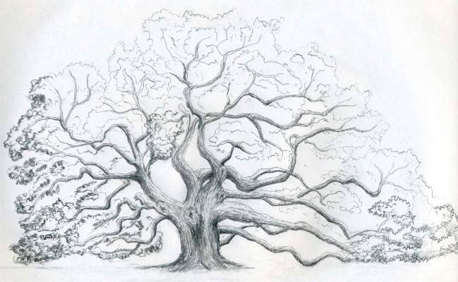 Как нарисовать дерево: пошаговые советы