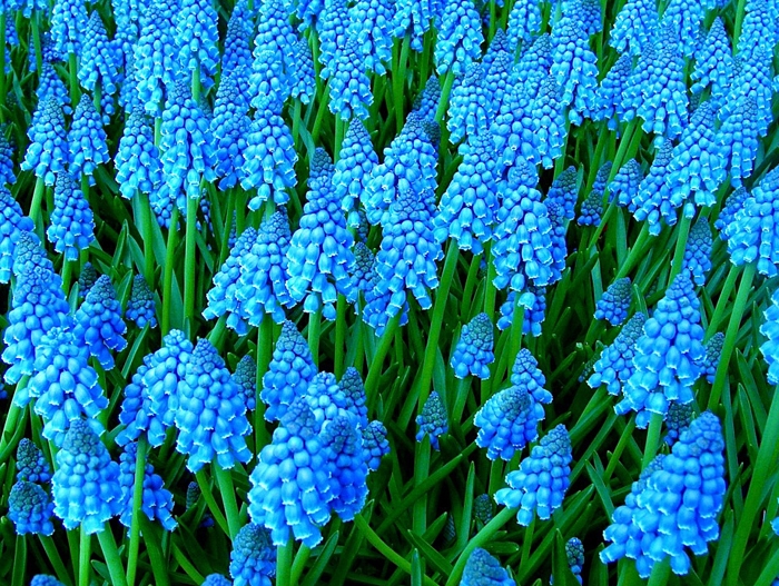 Цветы голубого цвета
