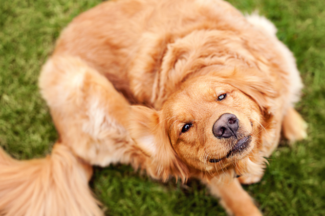 Перхоть у собаки: причины и лечение