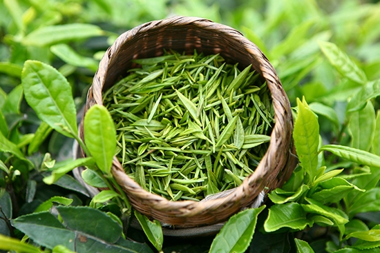 Холодный зеленый чай повышает или понижает давление?
