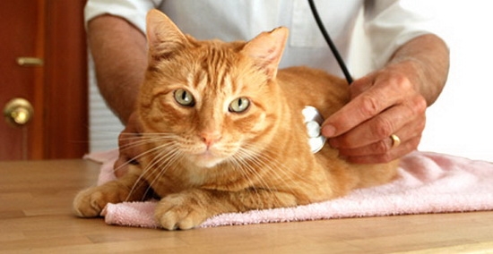 Стоп цистит: болезнь кошке не грозит