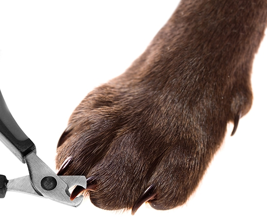Чтобы разобраться, как правильно стричь когти собаке, начать следует с выбора правильного инструментария