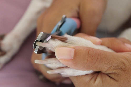 Считается, что обрезать когти собаке сложнее, чем грудному ребенку