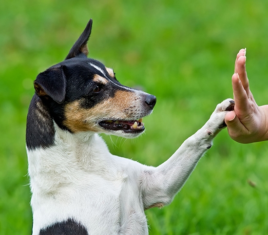 Нередко собаководы сталкиваются с тем, что питомец наотрез отказывается состригать когти