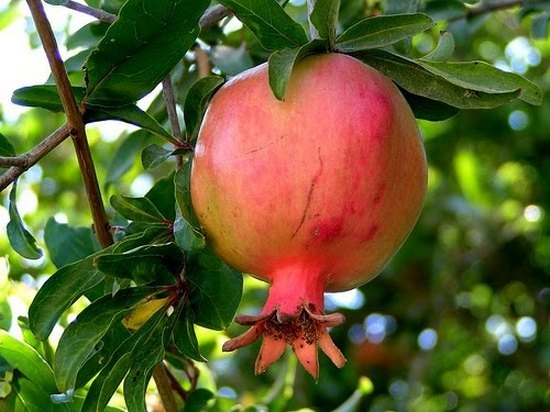 Карфагенское яблоко