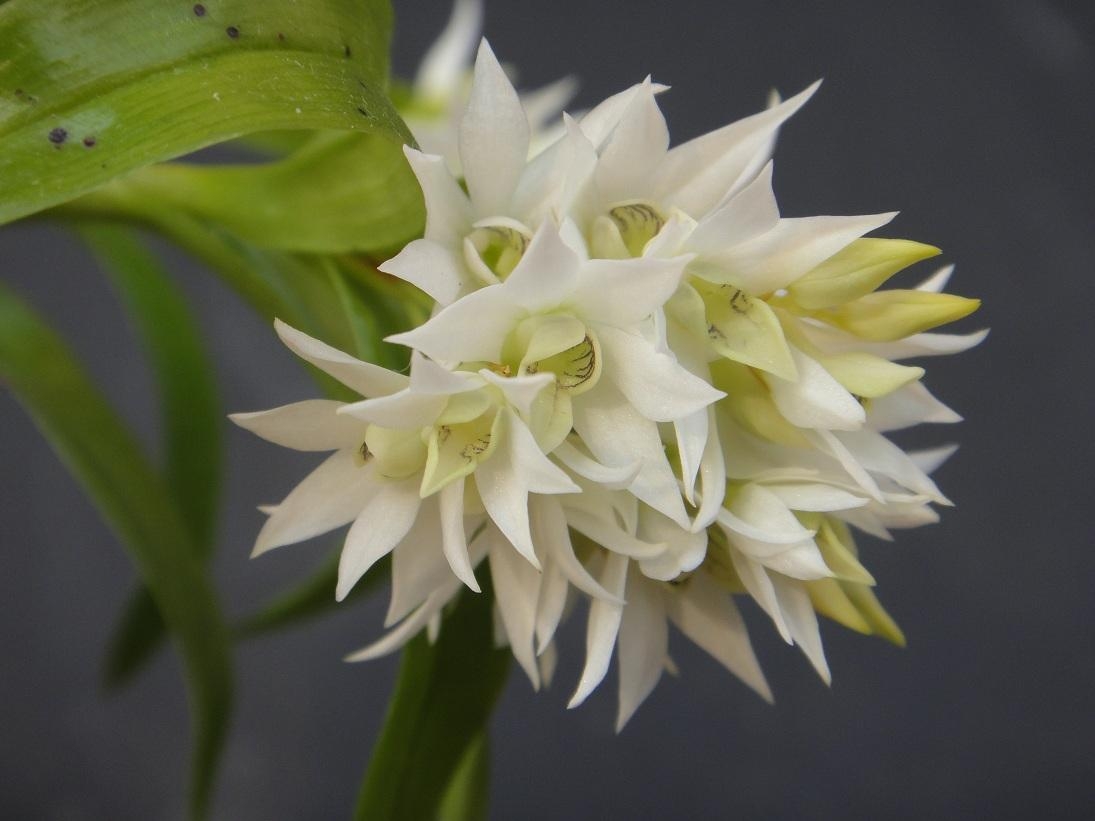 На фото орхидеи дендробиум сложно не обратить внимание