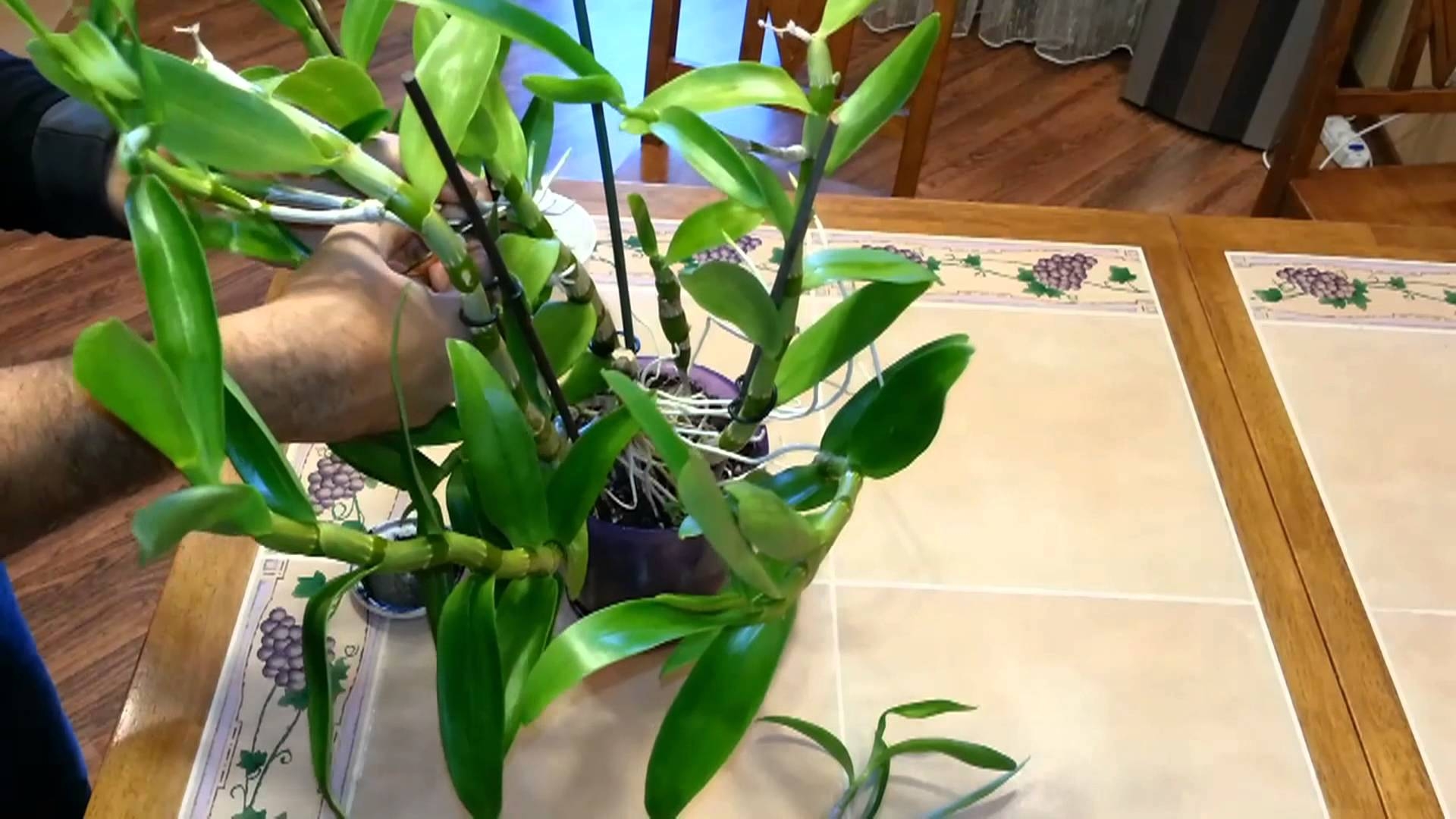 Как размножать орхидею дендробиум детками