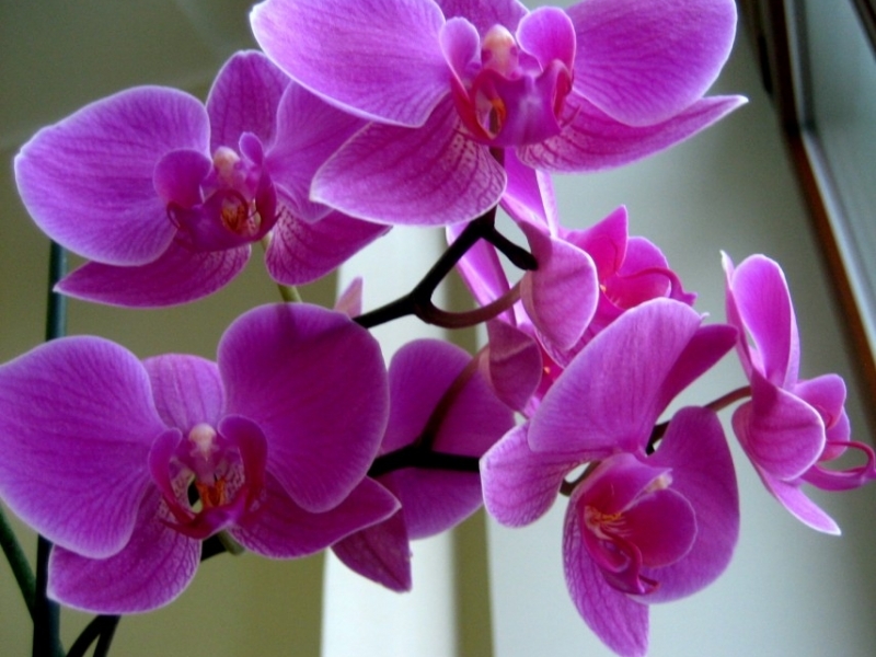 Мучнистый червец: как бороться на орхидеях?