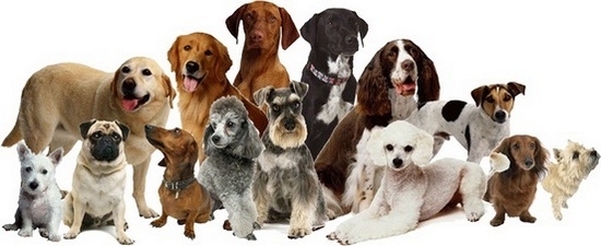Собаки разных пород
