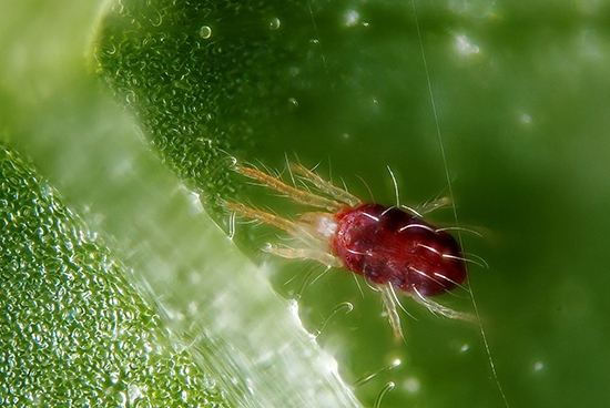 Паутинный клещ – паукообразное насекомое