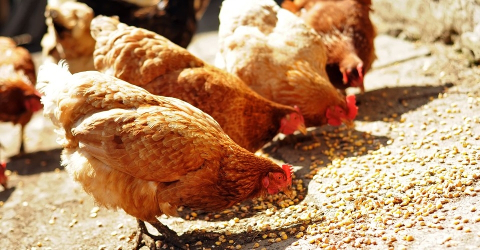 Чем кормить куриц-несушек в домашних условиях