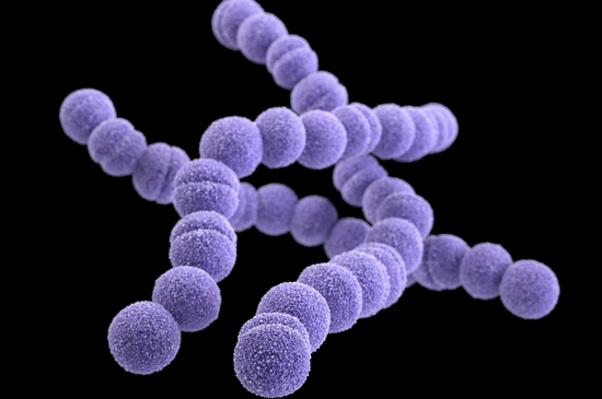 Микроорганизмы внутри нас: чем опасны стрептококки?