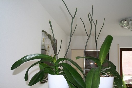 Орхидея: уход после цветения в домашних условиях