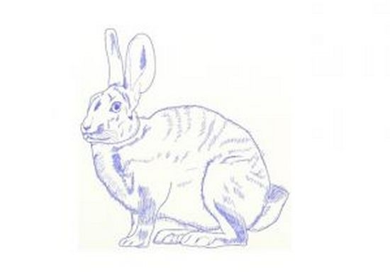 Рисунок "Настоящий заяц"