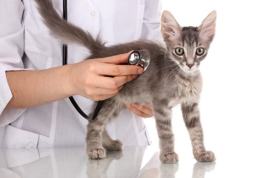 Ветеринары при лечении болезней у кошек могут назначать им валерьянку