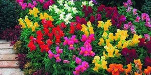 Какие цветы на даче будут цвести все лето?